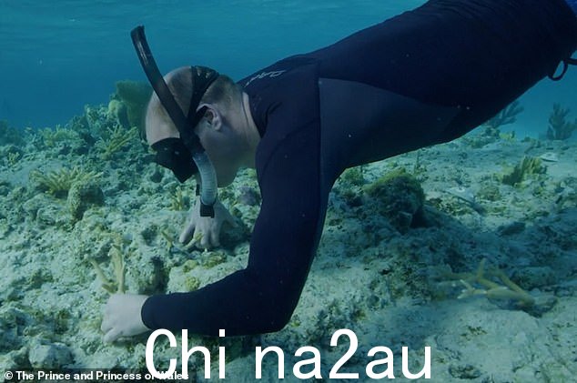 凯特和威廉王子,都是 41 岁,穿着潜水装备拍摄,同时“参加在美丽的珊瑚礁周围浮潜的非常特别的体验,并种植新的珊瑚”