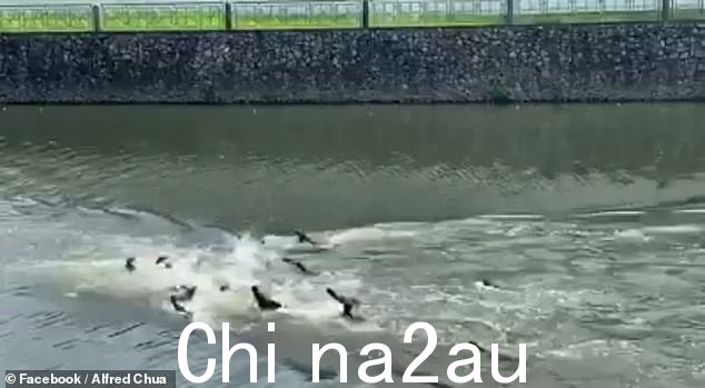 在新加坡加冷盆地的平静水域中,水獭家族互相冲锋,发出愤怒的尖叫声