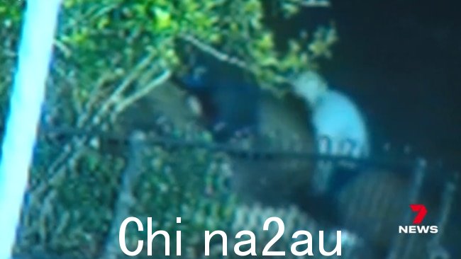 周四晚上,四名窃贼闯入布里斯班南部的一处住宅,并恐吓了一个六口之家,其中包括四个年龄在 10 岁之间的孩子,目前正在逃亡。 7、17.图片:7News
