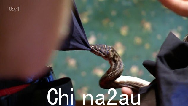 在肾上腺素激增的挑战过程中,Nella 甚至没有意识到蛇正粘在她身上,但当她转过身看到不速之客挂在她身上时,她看起来很震惊
