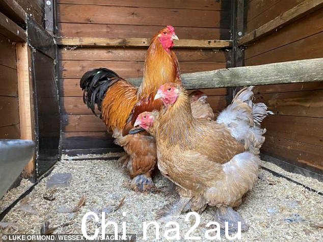 西柴郡和切斯特议会收到卢克·奥蒙德邻居的投诉,投诉他的公鸡和母鸡啼叫(如图)