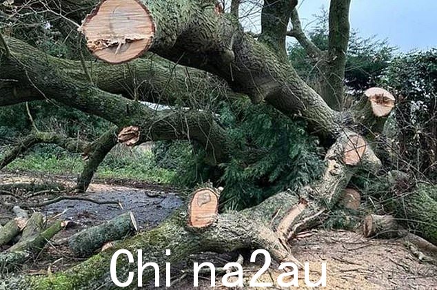 来自艾琳风暴的强风吹倒了沃尔瑟姆布里格斯利路的一棵大树