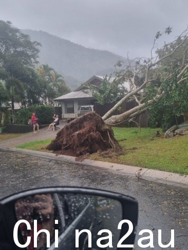 大树被二级风暴的大雨和大风连根拔起。图片：Facebook