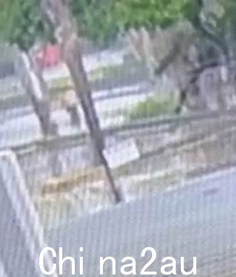 闭路电视显示他出去移除树枝