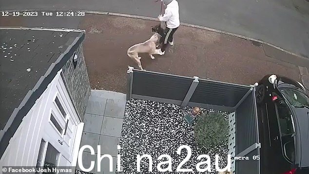 在一次徒劳的尝试中,主人迅速试图将他的宠物拉到够不到的地方并将其旋转开,但巨狗从半空中将它拽了出来
