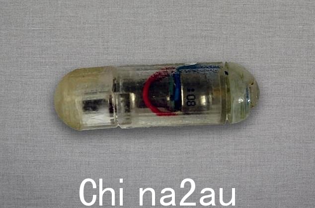 麻省理工学院的研究人员发现该设备的振动会欺骗胃部,让胃误以为胃已经饱了。上图是该设备,名为振动可摄入生物电子刺激器或 VIBES