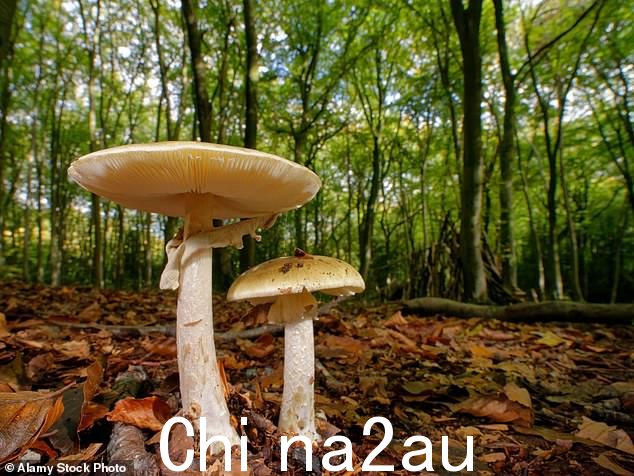 史蒂文·哈珀可能吃了像死亡帽这样的“致命”蘑菇