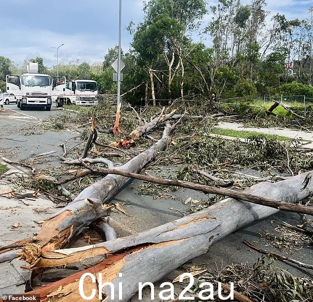 黄金海岸奥克森福德的暴风雨中,一棵树被从地上扯下来