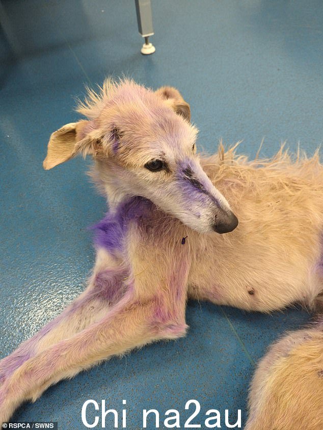令人震惊的照片显示,7 岁的 Lurcher,名叫 Rosie,骨头从她的皮肤中突出,她的身体布满了刺伤