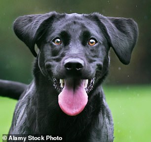 我们对拉布拉多犬的热爱在 2000 年代初就显而易见