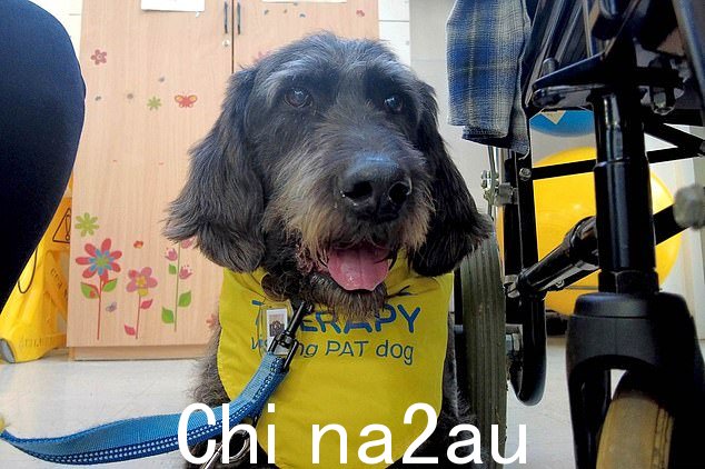 Poppy,拉布拉多犬,如图,是 NHS 的第一只儿童理疗犬,在剑桥郡阿登布鲁克大学医院工作