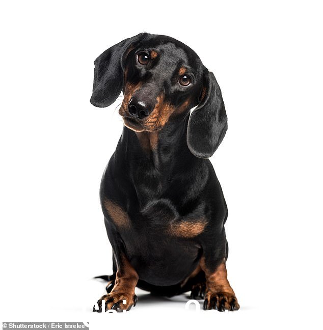 导盲犬多年来一直被允许出现在法庭上,但本月 CPRC 会议纪要显示了将这一范围扩大到宠物猫和狗的谈判