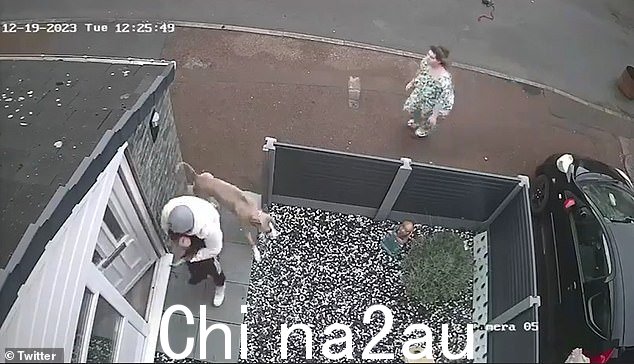 本月早些时候在曼斯菲尔德发生的恐怖 XL 恶霸型狗袭击事件