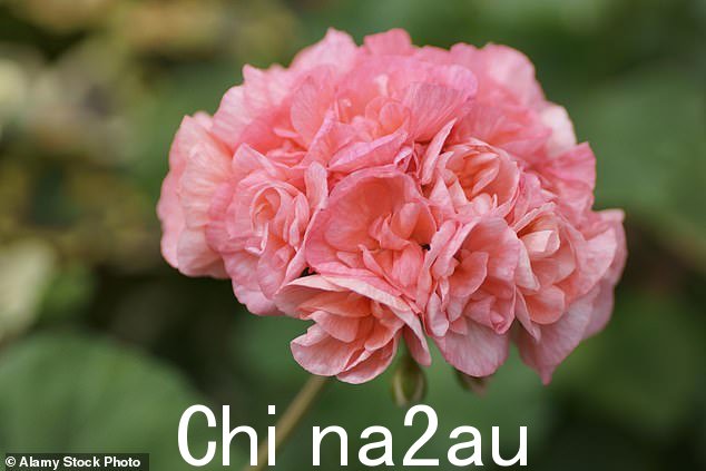 天竺葵是 NICE(国家健康与护理卓越研究所)推荐的唯一专门用于治疗咳嗽的草药,并且还获得 MHRA(药品和保健品监管机构)许可用于缓解咳嗽症状、成人和 12 岁及以上儿童的感冒和喉咙痛