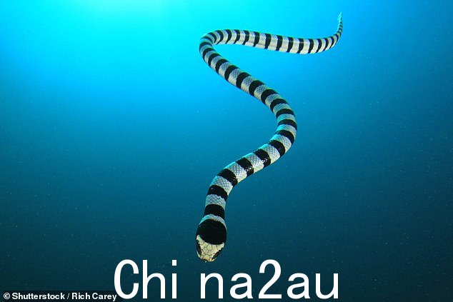 海蛇的毒性一般是陆地蛇的十倍