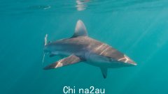 艾尔半岛西海岸埃利斯顿遭遇鲨鱼袭击，64 岁男子被空运至医院