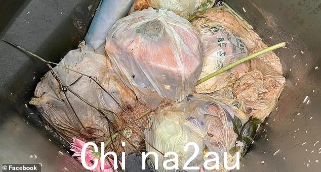 一位沮丧的内西区居民透露了他的垃圾箱的恶心状况,里面充满了成群的苍蝇和蛆虫(如图)