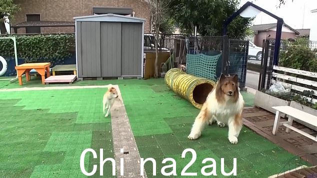 在他最新的 YouTube 视频中,有人看到他试图与柴犬交朋友,根据 PetMD 的说法,柴犬是一种狩猎犬种,通常非常友好