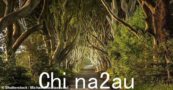 The Dark Hedges 北爱尔兰;Shutterstock ID 759004069;购买订单:-;工作:-;客户:-;其他:-