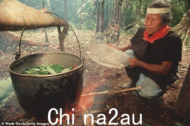 死藤水是一种植物性迷幻药物,通常由南美洲的萨满主持,在令人作呕但能宣泄情感的致幻茶道中服用(Cofán 萨满于 2009 年拍摄)