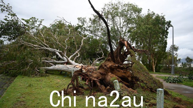 前热带气旋 Kirrily 将树木连根拔起它上周在汤斯维尔登陆。图片：Ian Hitchcock/Getty Images