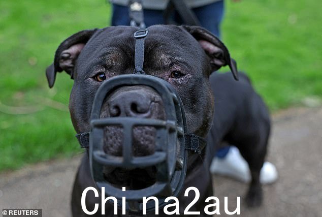 带口套的 XL 恶霸犬 Duke 在 1 月份申请豁免之前被主人 Terry Wigzell 带去散步