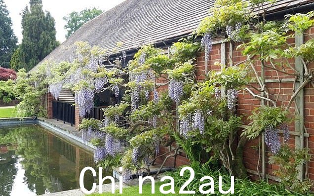 这种植物以其引人注目、充满活力的紫色花朵而闻名,覆盖了皇家园艺学会威斯利睡莲馆的墙壁(如图),几十年来一直是他们的主要景点之一