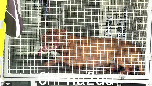 三十多岁的妇女被送往利物浦医院,伤势严重但稳定(如图:狗被带走)