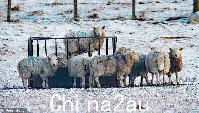 今天早上,羊站在高地因弗内斯附近 Wester Urray 的雪地上