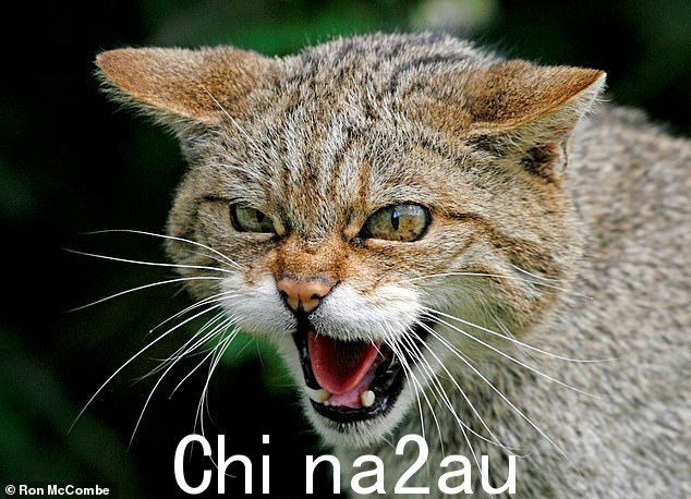 野猫发现于苏格兰北部