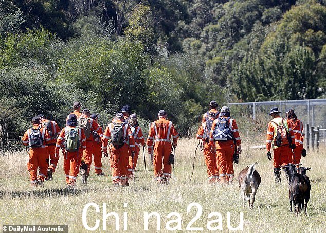 一队警察、国家紧急服务志愿者(如图)和有关当地人在大片丛林中寻找墨菲女士