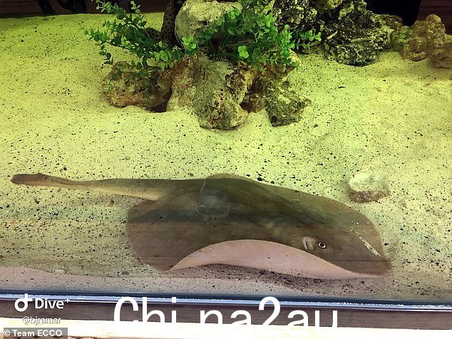 亨德森维尔水族馆和鲨鱼实验室的黄貂鱼夏洛特现在可以随时分娩 - 但怀孕让每个人都感到震惊,因为她的鱼缸里没有雄性黄貂鱼