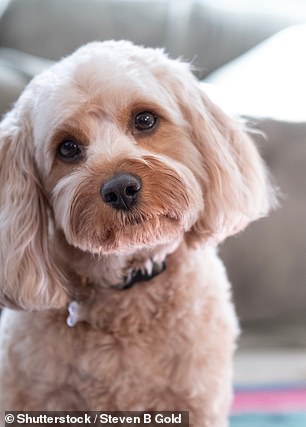 Cavapoo
