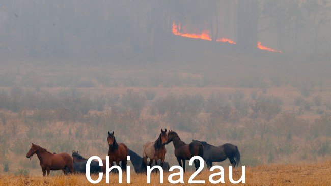 维多利亚州埃尔姆赫斯特附近的丛林大火。 2024 年 2 月 23 日星期五。图片：David Crosling