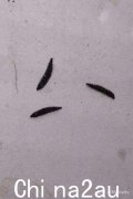 家里经常能看到黑色的毛毛虫。他们来自哪里？