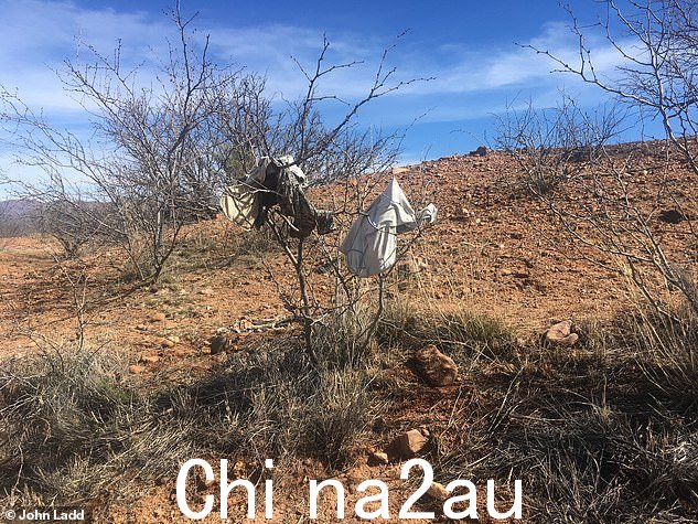 拉德已经了解了他的土地上人口走私的明显迹象,比如这棵“油菜树”,导游在前往穿过他牧场的高速公路的途中扔掉女人的衣服