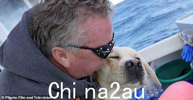 邪恶金枪鱼:外滩演员与白色拉布拉多犬