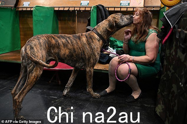 The Crufts 官方还表示,《危险狗法》对警察资源造成了另一个压力,并补充说,在法庭上进行评估后,这些狗“通常”会被归还给它们的主人” class=