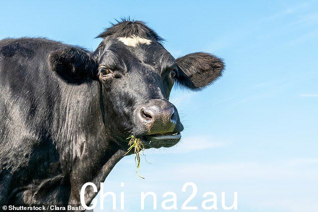 对 2,000 名 Waitrose 购物者的调查发现,去年有三分之一的人从购买低脂乳制品转向购买全脂产品