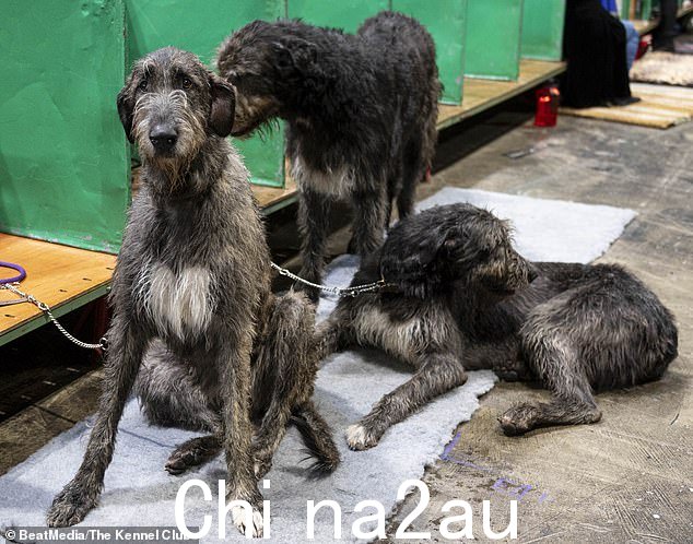 Sting 的爱尔兰猎狼犬周六休息