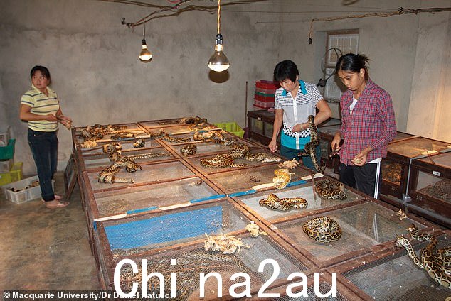 对蟒蛇增长率的分析表明,养殖蟒蛇肉可能会提供比其他养殖肉类更可持续的替代品。图为中国工人饲养缅甸蟒蛇 (Python bivittatus)