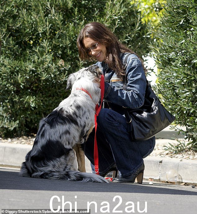 哈迪德可爱的澳大利亚牧羊犬留在她身边,他们一起在人行道上徒步旅行
