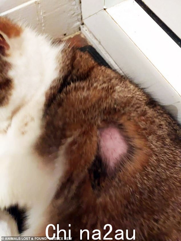 一只背上被剃掉一小块皮毛的猫。害怕的主人说他们现在开始在晚上把猫锁在里面,以保护它们免受幽灵攻击