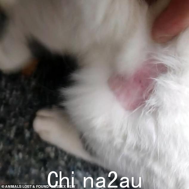 此处拍摄的是另一只猫,后腿上缺少一大块皮毛 - 据信已被剃掉