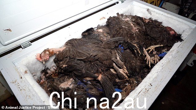 波伊斯农场的冰箱里装满了死母鸡尸体