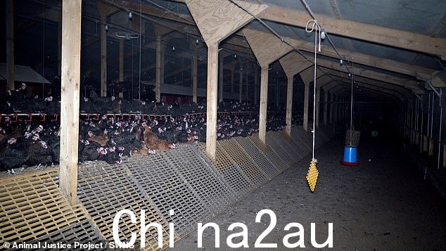 波伊斯农场里的一个黑暗棚子,母鸡被关在里面,尽管它们声称是“自由放养”