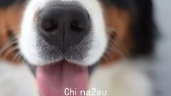 超过10只狗被快速传播的病毒杀死后，兽医向维多利亚州的狗主人发出紧急警告