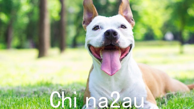 狗在维多利亚州东部面临犬细小病毒传播的风险。图片:澳大利亚新闻集团
