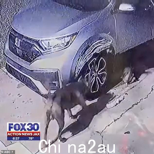 邻居们,直到今天,还不知道这些狗属于哪里,尽管星期四向动物护理和保护服务部门发出了解决这一问题的请求,但官员们尚未发布更新