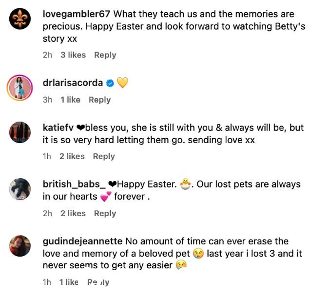 粉丝们纷纷涌向评论区祝福斯科特,同时也分享了他们自己的四足朋友的回忆